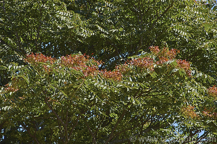 Tree of Heaven (<i>Ailanthus altissima</i>), a deciduous tree, up to 30m tall, native to western China. It is very quick-growing when young. Its inconspicuous greenish flowers are followed by the red seed capsules shown here that quite showy when mature, though they are often high in the tree. ailanthus-2270htm'>Ailanthus. <a href='simaroubaceae-plant-family-photoshtml'>Simaroubaceae</a>.