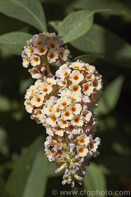 Buddleja x weyeriana 'Moonlight', a cultivar of a cross between the deciduous. Buddleja davidii fromAsia and the evergreen. Buddleja globosa from South America 'Moonlight' and 'Golden Glow' were the two original selection from the cross made by van der. Weyer. The shrub is semi-deciduous in mild areas, grows to around 2m high and wide, and flowers over a long season. buddleja-2053htm'>Buddleja. <a href='scrophulariaceae-plant-family-photoshtml'>Scrophulariaceae</a>.