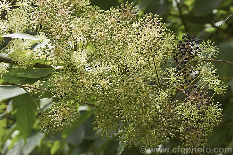 Manchurian. Spikenard (<i>Aralia continentalis</i>), a large herbaceous perennial from Manchuria and nearby parts of China, Korea and Siberia. Up to 27m tall, sometimes with woody stems, it bears heads of tiny cream flowers in late summer followed by purplish fruit. Order: Apiales, Family: Araliaceae