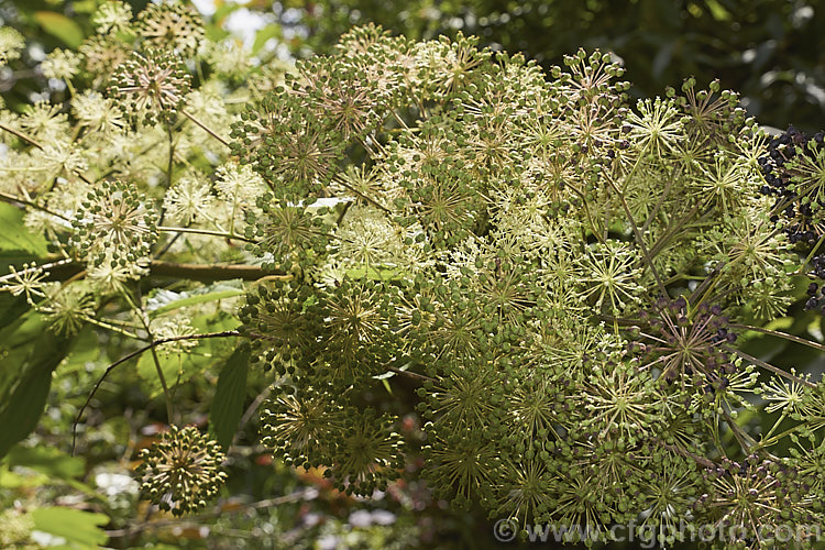 Manchurian. Spikenard (<i>Aralia continentalis</i>), a large herbaceous perennial from Manchuria and nearby parts of China, Korea and Siberia. Up to 27m tall, sometimes with woody stems, it bears heads of tiny cream flowers in late summer followed by purplish fruit. Order: Apiales, Family: Araliaceae