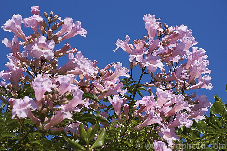 Port St. John Creeper or Pink Trumpet Vine (<i>Podranea ricasoliana</i>), a late summer- to autumn-flowering evergreen climber native to South Africa. It can be a very rampant grower in mild climates. Order: Lamiales, Family: Bignoniaceae