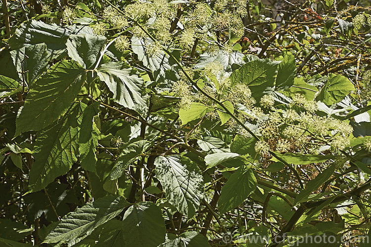 Manchurian. Spikenard (<i>Aralia continentalis</i>), a large herbaceous perennial from Manchuria and nearby parts of China, Korea and Siberia. Up to 27m tall, sometimes with woody stems, it bears heads of tiny cream flowers in late summer followed by purplish fruit. Order: Apiales, Family: Araliaceae