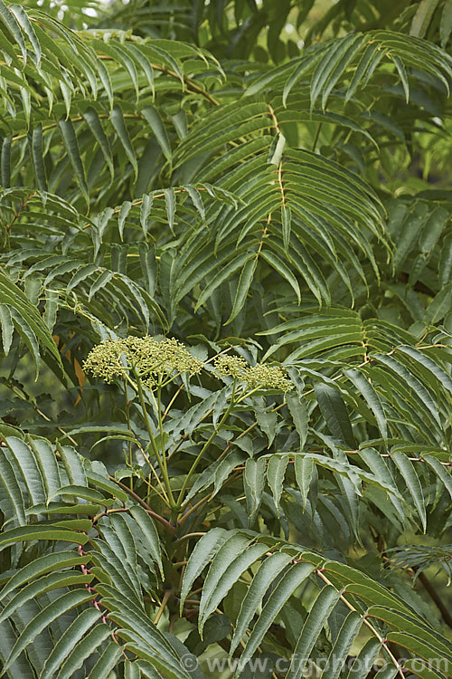 Japanese Prickly Ash (<i>Zanthoxylum ailanthoides</i>) in early autumn with a flowerhead about to open. This deciduous tree can grow to 18m tall It has sprays of small greenish white flowers that develop into clusters of purple-black berries. The tree is native to Japan and nearby parts of China and temperate to subtropical East Asia.