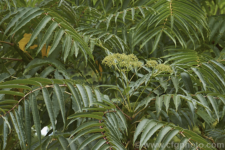 Japanese Prickly Ash (<i>Zanthoxylum ailanthoides</i>) in early autumn with a flowerhead about to open. This deciduous tree can grow to 18m tall It has sprays of small greenish white flowers that develop into clusters of purple-black berries. The tree is native to Japan and nearby parts of China and temperate to subtropical East Asia.