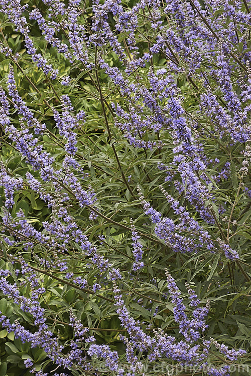 Chaste. Tree (<i>Vitex agnus-castus</i>), a late summer-flowering evergreen or semi-evergreen shrub or small tree to around 5m tall, with flower panicles to over 30cm long. Native to southern Europe it now occurs widely in the warm temperate regions and the subtropics. vitex-2927htm'>Vitex.