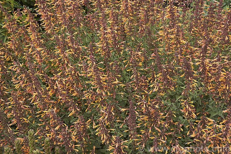 <i>Agastache aurantiaca</i> 'Apricot Sprite', a brightly coloured, very heavy-flowering cultivar of Orange Hummingbird Mint, a long-flowering shrubby perennial native to the southwestern United States and northern Mexico. It grows to around 80cm high and wide. Order: Lamiales, Family: Lamiaceae