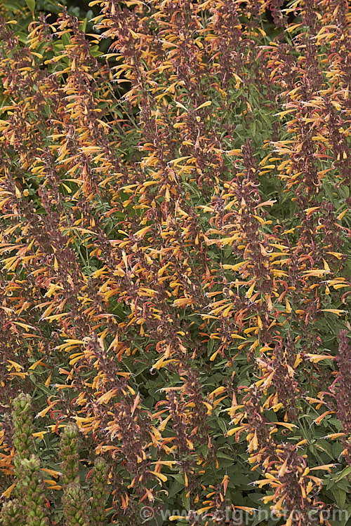 <i>Agastache aurantiaca</i> 'Apricot Sprite', a brightly coloured, very heavy-flowering cultivar of Orange Hummingbird Mint, a long-flowering shrubby perennial native to the southwestern United States and northern Mexico. It grows to around 80cm high and wide. Order: Lamiales, Family: Lamiaceae