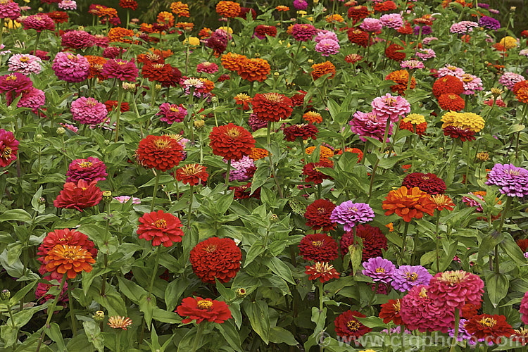 Mid-height double-flowered zinnia (<i>Zinnia elegans 'Pompon' mix</i>), these large-flowered plants are typical of the larger bedding zinnias, with an upright habit to 60cm tall, good rain-resistance and vibrant flower colours. Order: Asterales, Family: Asteraceae