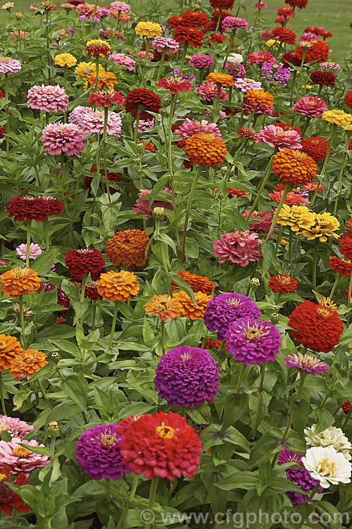 Mid-height double-flowered zinnia (<i>Zinnia elegans 'Pompon' mix</i>), these large-flowered plants are typical of the larger bedding zinnias, with an upright habit to 60cm tall, good rain-resistance and vibrant flower colours. Order: Asterales, Family: Asteraceae