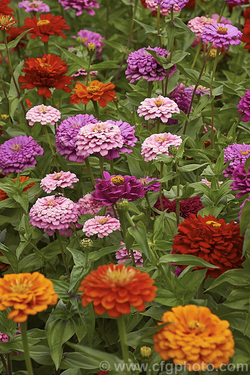 Mid-height double-flowered zinnia (<i>Zinnia elegans 'Pompon' mix</i>), these large-flowered plants are typical of the larger bedding zinnias, with an upright habit to 60cm tall, good rain-resistance and vibrant flower colours. Order: Asterales, Family: Asteraceae