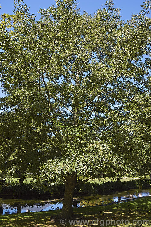 'Laciniata'. Cut-leaf. Common Alder (<i>Alnus glutinosa 'Laciniata'), a cultivar of the common Eurasian and North African. Alder, a very hardy, 20-30m tall, moisture-loving, deciduous tree 'Laciniata' has lobed leaves with fairly broad lobes that are cut to just past halfway to the midrib of the leaf. The effect is rather like an oak leaf. alnus-2121htm'>Alnus. <a href='betulaceae-plant-family-photoshtml'>Betulaceae</a>.