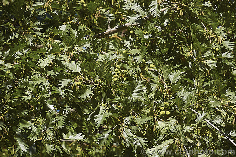 Mature summer foliage and developing catkins of 'Laciniata'. Cut-leaf. Common Alder (<i>Alnus glutinosa 'Laciniata'), a cultivar of the common Eurasian and North African. Alder, a very hardy, 20-30m tall, moisture-loving, deciduous tree 'Laciniata' has lobed leaves with fairly broad lobes that are cut to just past halfway to the midrib of the leaf. The effect is rather like an oak leaf. alnus-2121htm'>Alnus. <a href='betulaceae-plant-family-photoshtml'>Betulaceae</a>.