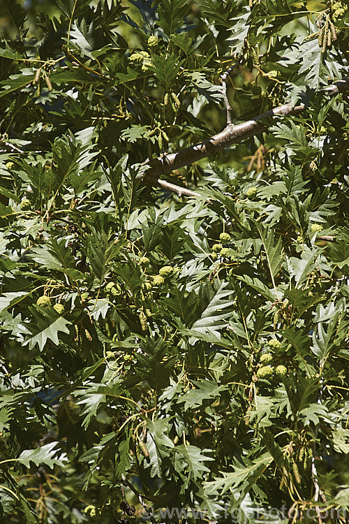 Mature summer foliage and developing catkins of 'Laciniata'. Cut-leaf. Common Alder (<i>Alnus glutinosa 'Laciniata'), a cultivar of the common Eurasian and North African. Alder, a very hardy, 20-30m tall, moisture-loving, deciduous tree 'Laciniata' has lobed leaves with fairly broad lobes that are cut to just past halfway to the midrib of the leaf. The effect is rather like an oak leaf. alnus-2121htm'>Alnus. <a href='betulaceae-plant-family-photoshtml'>Betulaceae</a>.