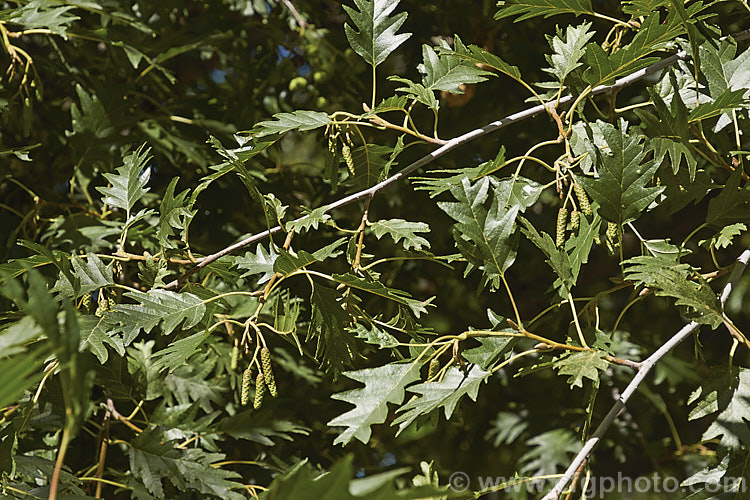 Mature summer foliage and developing catkins of 'Laciniata'. Cut-leaf. Common Alder (<i>Alnus glutinosa 'Laciniata'), a cultivar of the common Eurasian and North African. Alder, a very hardy, 20-30m tall, moisture-loving, deciduous tree 'Laciniata' has lobed leaves with fairly broad lobes that are cut to just past halfway to the midrib of the leaf. The effect is rather like an oak leaf. alnus-2121htm'>Alnus. <a href='betulaceae-plant-family-photoshtml'>Betulaceae</a>.