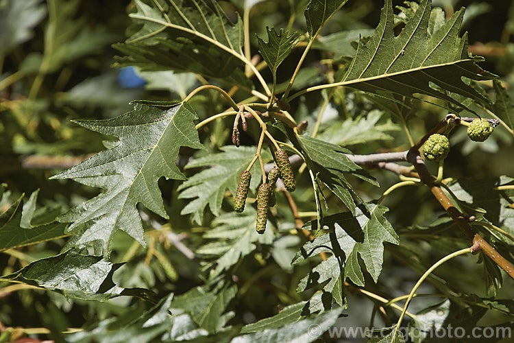 Mature summer foliage and developing catkins of 'Laciniata'. Cut-leaf. Common Alder (<i>Alnus glutinosa 'Laciniata'), a cultivar of the common Eurasian and North African. Alder, a very hardy, 20-30m tall, moisture-loving, deciduous tree 'Laciniata' has lobed leaves with fairly broad lobes that are cut to just past halfway to the midrib of the leaf. The effect is rather like an oak leaf. alnus-2121htm'>Alnus. <a href='betulaceae-plant-family-photoshtml'>Betulaceae</a>.