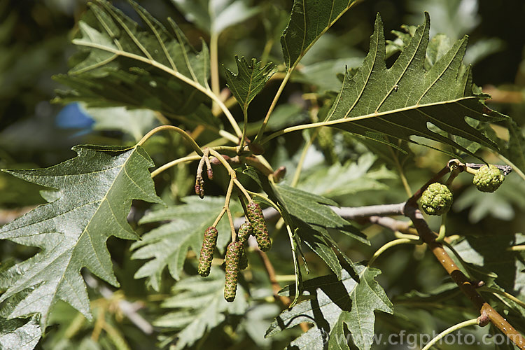 Mature summer foliage and developing catkins of 'Laciniata'. Cut-leaf. Common Alder (<i>Alnus glutinosa 'Laciniata'), a cultivar of the common Eurasian and North African. Alder, a very hardy, 20-30m tall, moisture-loving, deciduous tree 'Laciniata' has lobed leaves with fairly broad lobes that are cut to just past halfway to the midrib of the leaf. The effect is rather like an oak leaf. alnus-2121htm'>Alnus. <a href='betulaceae-plant-family-photoshtml'>Betulaceae</a>.