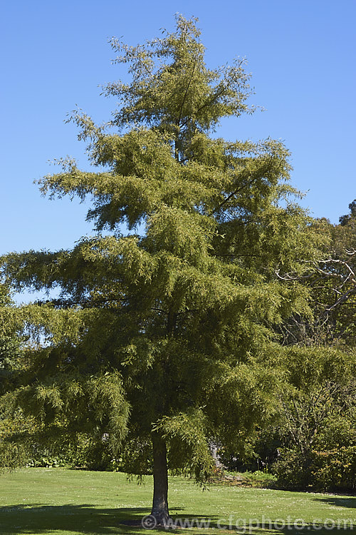 'Imperialis'. Cut-leaf. Common Alder (<i>Alnus glutinosa 'Imperialis'), a cultivar of the common Eurasian and North African. Alder, a very hardy, 20-30m tall, moisture-loving, deciduous tree 'Imperialis' has lobed leaves with narrow lobes that taper to a fine point and which are cut to well past halfway to the midrib of the leaf. The tree can be untidy when young but often develops into a neat conical form as it matures. alnus-2121htm'>Alnus. <a href='betulaceae-plant-family-photoshtml'>Betulaceae</a>.