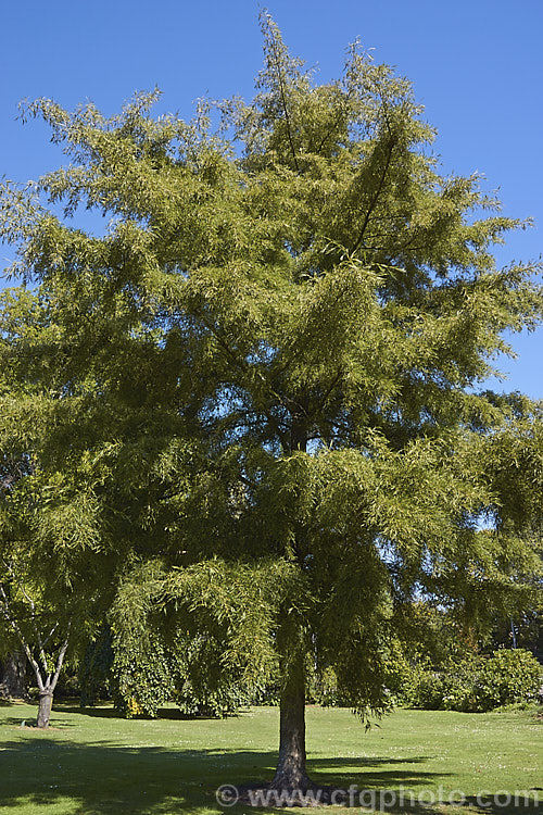 'Imperialis'. Cut-leaf. Common Alder (<i>Alnus glutinosa 'Imperialis'), a cultivar of the common Eurasian and North African. Alder, a very hardy, 20-30m tall, moisture-loving, deciduous tree 'Imperialis' has lobed leaves with narrow lobes that taper to a fine point and which are cut to well past halfway to the midrib of the leaf. The tree can be untidy when young but often develops into a neat conical form as it matures. alnus-2121htm'>Alnus. <a href='betulaceae-plant-family-photoshtml'>Betulaceae</a>.