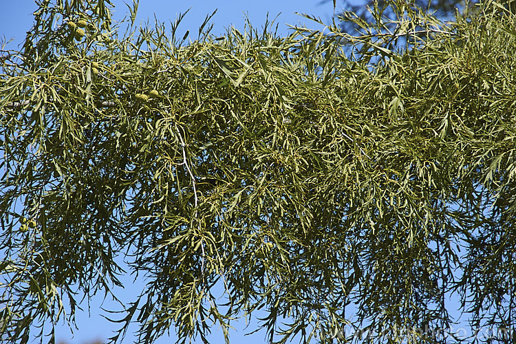 Mature summer foliage and developing catkins of 'Imperialis'. Cut-leaf. Common Alder (<i>Alnus glutinosa 'Imperialis'), a cultivar of the common Eurasian and North African. Alder, a very hardy, 20-30m tall, moisture-loving, deciduous tree 'Imperialis' has lobed leaves with narrow lobes that taper to a fine point and which are cut to well past halfway to the midrib of the leaf. The tree can be untidy when young but often develops into a neat conical form as it matures. alnus-2121htm'>Alnus. <a href='betulaceae-plant-family-photoshtml'>Betulaceae</a>.