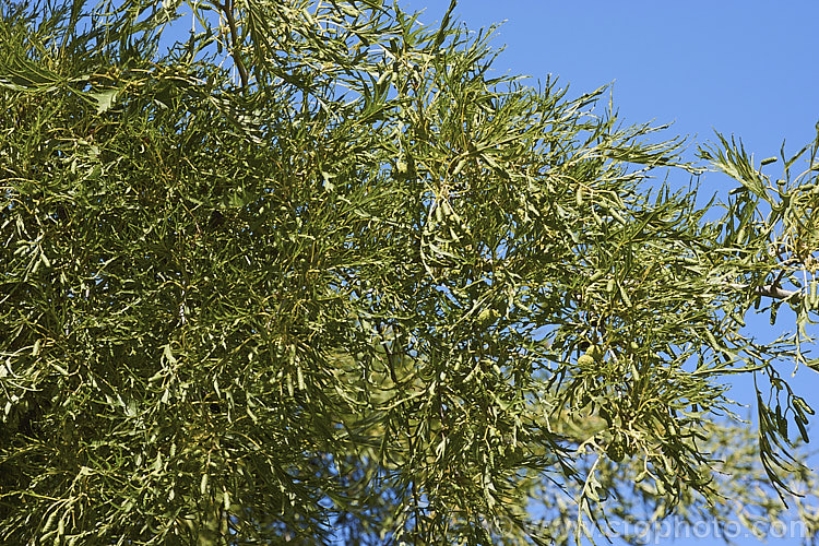 Mature summer foliage and developing catkins of 'Imperialis'. Cut-leaf. Common Alder (<i>Alnus glutinosa 'Imperialis'), a cultivar of the common Eurasian and North African. Alder, a very hardy, 20-30m tall, moisture-loving, deciduous tree 'Imperialis' has lobed leaves with narrow lobes that taper to a fine point and which are cut to well past halfway to the midrib of the leaf. The tree can be untidy when young but often develops into a neat conical form as it matures. alnus-2121htm'>Alnus. <a href='betulaceae-plant-family-photoshtml'>Betulaceae</a>.