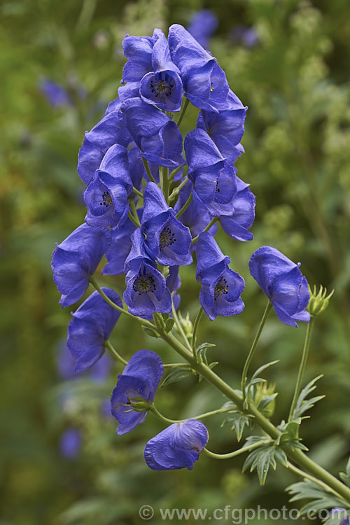 Monkshood, Wolf's Bane or Friar's Cap (<i>Aconitum napellus</i>), a summer- to autumn-flowering perennial that occurs naturally over much of the northern temperate region. Its stems can grow to over 1m tall, but often bend over under the weight of flowers once they begin to bloom. Extracts are used in some herbal medicine but the plant is quite toxic, potentially fatally. Order: Ranunculales, Family: Ranunculaceae