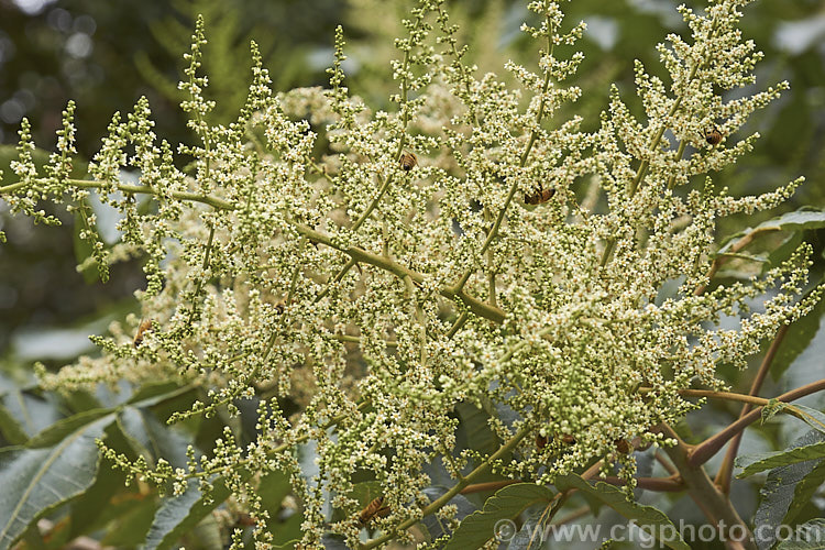 Rhus chinensis photo at Pictures of Plants stock image library