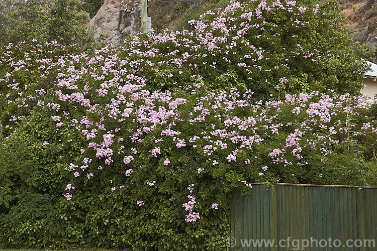 Port St. John Creeper or Pink Trumpet Vine (<i>Podranea ricasoliana</i>), a late summer- to autumn-flowering evergreen climber native to South Africa. As can be seen by the area covered here, it can be a very rampant grower in mild climates. Order: Lamiales, Family: Bignoniaceae