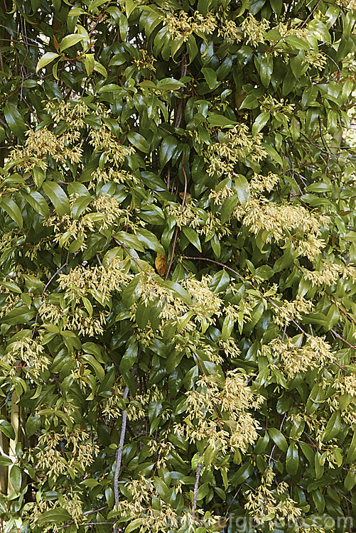 Gum. Vine (<i>Aphanopetalum resinosum</i>), an evergreen, late spring-flowering climber native to forested areas of coastal eastern Australia, in New South Wales and southern Queensland. The flowers are petal-less but have four petal-like calyces enclosing them. Small fruits follow. aphanopetalum-2345htm'>Aphanopetalum. <a href='aphanopetalaceae-plant-family-photoshtml'>Aphanopetalaceae</a>.