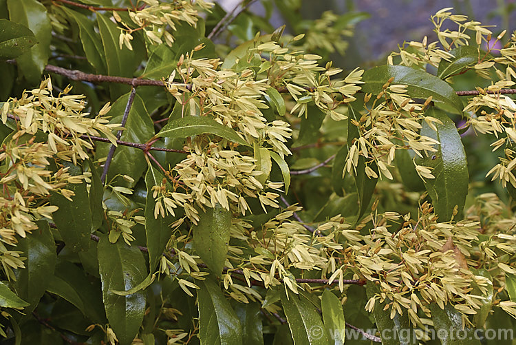 Gum. Vine (<i>Aphanopetalum resinosum</i>), an evergreen, late spring-flowering climber native to forested areas of coastal eastern Australia, in New South Wales and southern Queensland. The flowers are petal-less but have four petal-like calyces enclosing them. Small fruits follow. aphanopetalum-2345htm'>Aphanopetalum. <a href='aphanopetalaceae-plant-family-photoshtml'>Aphanopetalaceae</a>.