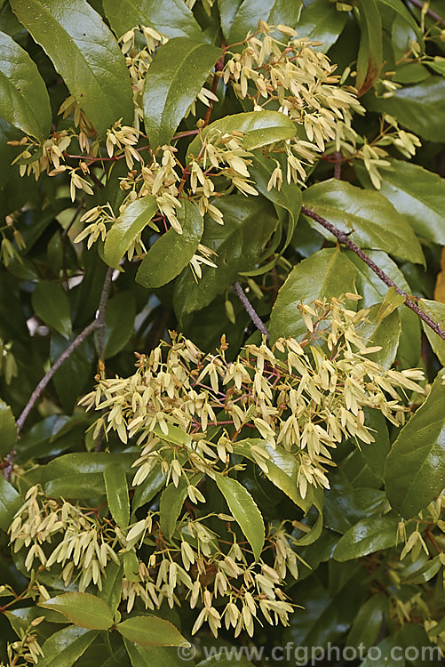 Gum. Vine (<i>Aphanopetalum resinosum</i>), an evergreen, late spring-flowering climber native to forested areas of coastal eastern Australia, in New South Wales and southern Queensland. The flowers are petal-less but have four petal-like calyces enclosing them. Small fruits follow. aphanopetalum-2345htm'>Aphanopetalum. <a href='aphanopetalaceae-plant-family-photoshtml'>Aphanopetalaceae</a>.