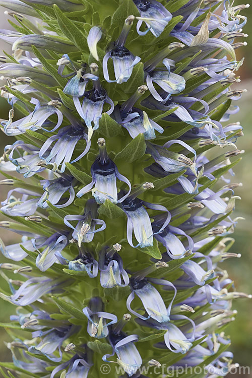 Lobelia aberdarica, an erect subshrub native to the highlands of Kenya and Uganda, where it occurs at elevations up top 3,350m. It develops into a shrubby clump of rosettes on woody stems and produces a sturdy flower spike up to 2m tall As shown here, the flower spike is made up of many white to light blue flowers that initially are large hidden by leafy bracts and that start to wither and dry almost as soon as they are open. lobelia-2174htm'>Lobelia. <a href='campanulaceae-plant-family-photoshtml'>Campanulaceae</a>.