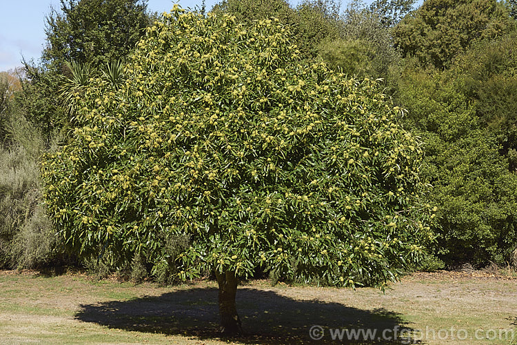 Edible Chestnut or Sweet Chestnut (<i>Castanea sativa</i>) with mature fruit burrs, each of which contains 1-5 nuts. This 40m tall deciduous tree is native to southern Europe, North Africa and western Asia. castanea-2419htm'>Castanea. Order: Fagales, Family: Fagaceae