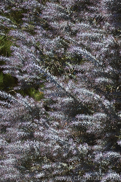 <i>Acacia baileyana</i> 'Purpurea', a form of Cootamundra wattle with purple-tinted new growth and flower buds. The flowers are often a deeper yellow than those of the species. Order: Fabales, Family: Fabaceae