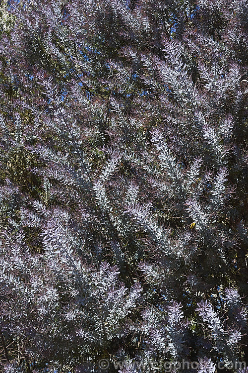 <i>Acacia baileyana</i> 'Purpurea', a form of Cootamundra wattle with purple-tinted new growth and flower buds. The flowers are often a deeper yellow than those of the species. Order: Fabales, Family: Fabaceae