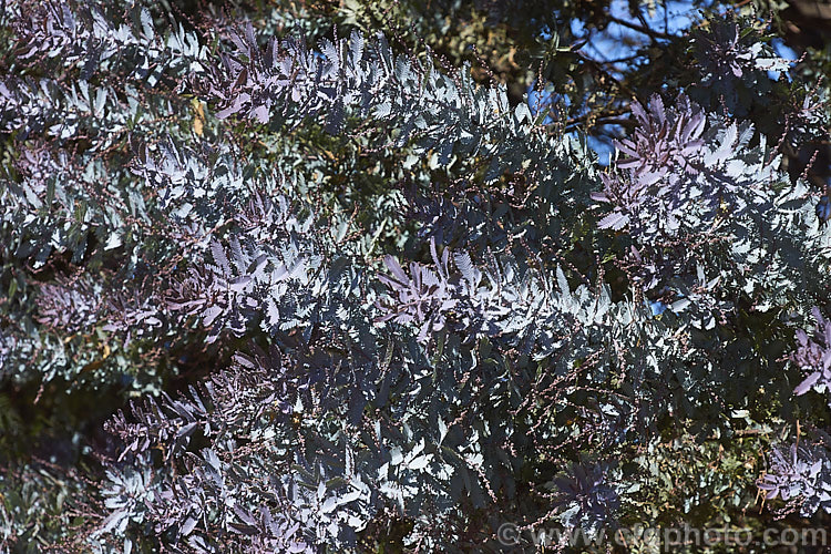 <i>Acacia baileyana</i> 'Purpurea', a form of Cootamundra wattle with purple-tinted new growth and flower buds. The flowers are often a deeper yellow than those of the species. Order: Fabales, Family: Fabaceae