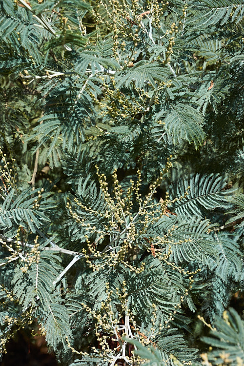 The foliage of Silver Wattle or Mimosa (<i>Acacia dealbata</i>) in early autumn when it is often at its best. This 10-30m tall, late winter- to early spring-flowering, evergreen tree is native to southeastern Australia including Tasmania. It is sometimes used as a cut flower. Order: Fabales, Family: Fabaceae