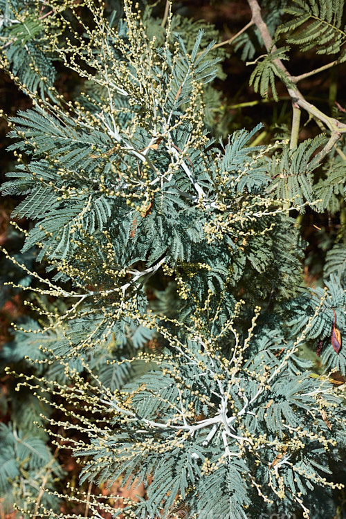 The foliage of Silver Wattle or Mimosa (<i>Acacia dealbata</i>) in early autumn when it is often at its best. This 10-30m tall, late winter- to early spring-flowering, evergreen tree is native to southeastern Australia including Tasmania. It is sometimes used as a cut flower. Order: Fabales, Family: Fabaceae