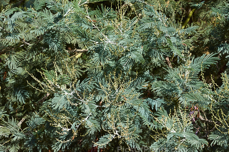 The foliage of Silver Wattle or Mimosa (<i>Acacia dealbata</i>) in early autumn when it is often at its best. This 10-30m tall, late winter- to early spring-flowering, evergreen tree is native to southeastern Australia including Tasmania. It is sometimes used as a cut flower. Order: Fabales, Family: Fabaceae