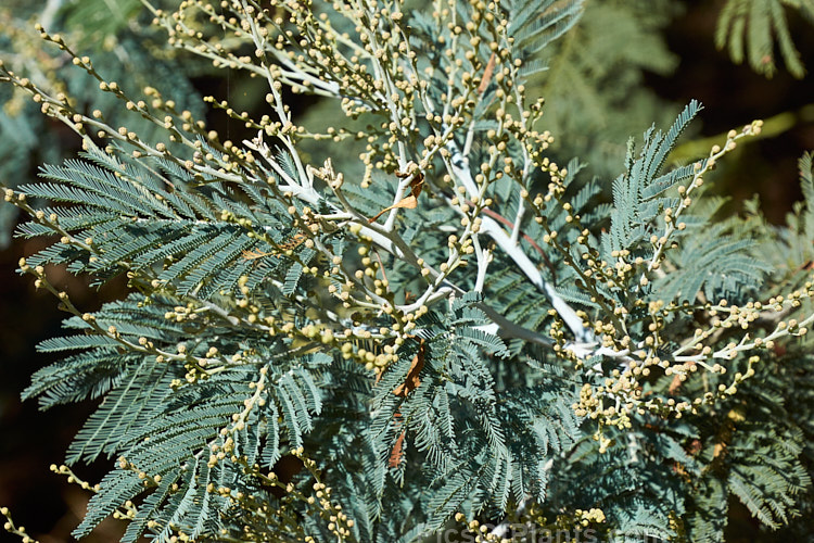 The foliage of Silver Wattle or Mimosa (<i>Acacia dealbata</i>) in early autumn when it is often at its best. This 10-30m tall, late winter- to early spring-flowering, evergreen tree is native to southeastern Australia including Tasmania. It is sometimes used as a cut flower. Order: Fabales, Family: Fabaceae