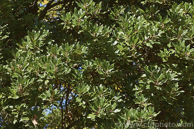 The mature foliage of Arbutus andrachne, an evergreen tree to 12m tall found from southeastern Europe to western Asia. It is similar to the commonly grown. Strawberry Tree (<i>Arbutus unedo</i>), but is larger and its fruits are smaller, maturing to orange or light red, not deep red. Its flowers are cream rather than white. This species will hybridise with A unedo and the resultant cross is known as Arbutus x andrachnoides. Order: Ericales, Family: Ericaceae