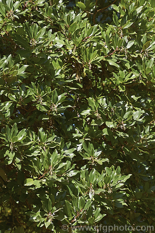 The mature foliage of Arbutus andrachne, an evergreen tree to 12m tall found from southeastern Europe to western Asia. It is similar to the commonly grown. Strawberry Tree (<i>Arbutus unedo</i>), but is larger and its fruits are smaller, maturing to orange or light red, not deep red. Its flowers are cream rather than white. This species will hybridise with A unedo and the resultant cross is known as Arbutus x andrachnoides. Order: Ericales, Family: Ericaceae