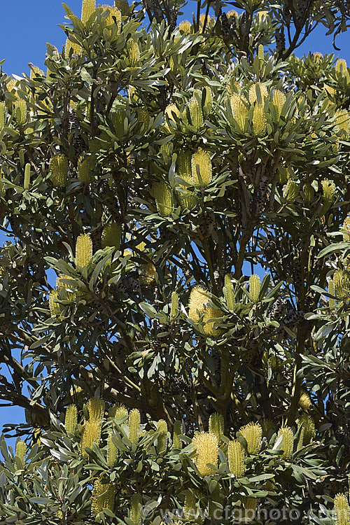 Coast. Banksia (<i>Banksia integrifolia</i>), an evergreen tree native to much of coastal eastern Australia. It grows to 15m tall, its flowerheads appear through most of the year and as with most banksias they are followed by woody seed cones. Order: Proteales, Family: Proteaceae