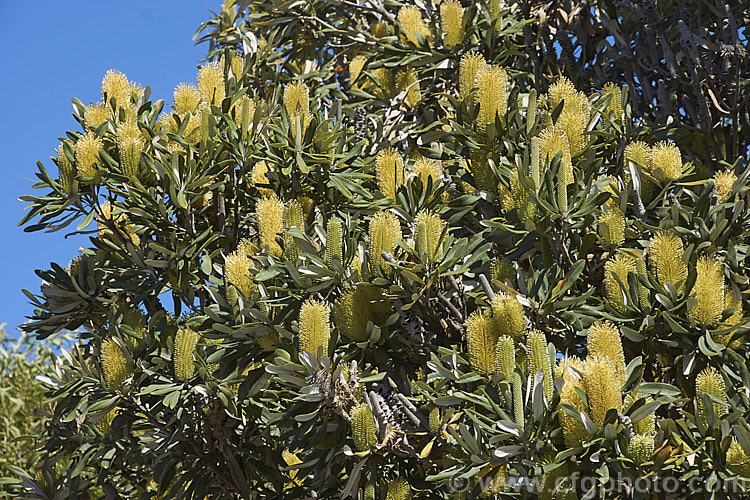 Coast. Banksia (<i>Banksia integrifolia</i>), an evergreen tree native to much of coastal eastern Australia. It grows to 15m tall, its flowerheads appear through most of the year and as with most banksias they are followed by woody seed cones. Order: Proteales, Family: Proteaceae