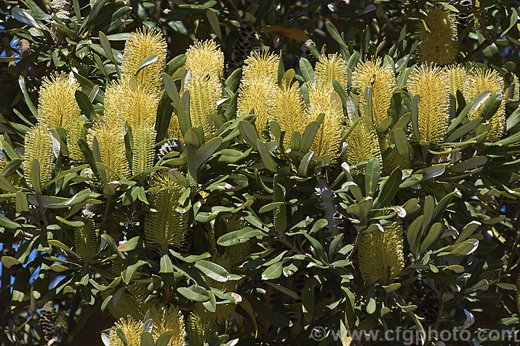 Coast. Banksia (<i>Banksia integrifolia</i>), an evergreen tree native to much of coastal eastern Australia. It grows to 15m tall, its flowerheads appear through most of the year and as with most banksias they are followed by woody seed cones. Order: Proteales, Family: Proteaceae