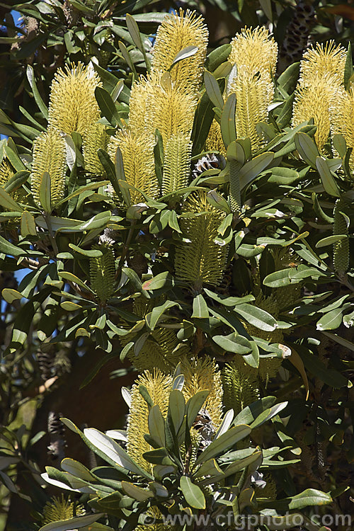 Coast. Banksia (<i>Banksia integrifolia</i>), an evergreen tree native to much of coastal eastern Australia. It grows to 15m tall, its flowerheads appear through most of the year and as with most banksias they are followed by woody seed cones. Order: Proteales, Family: Proteaceae