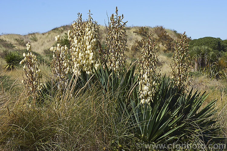 Spanish Dagger, Roman Candle or Palm. Lily (<i>Yucca gloriosa</i>), a spear-leaved autumn-flowering perennial native to the southeastern United States. The flower stems are up to 25m tall and the leaves, which have only very fine teeth and few if any filaments, are up to 60cm long.