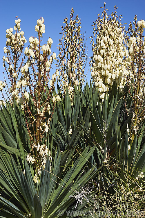 Spanish Dagger, Roman Candle or Palm. Lily (<i>Yucca gloriosa</i>), a spear-leaved autumn-flowering perennial native to the southeastern United States. The flower stems are up to 25m tall and the leaves, which have only very fine teeth and few if any filaments, are up to 60cm long.