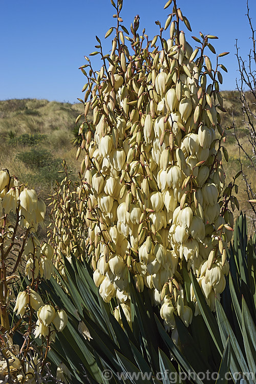 Spanish Dagger, Roman Candle or Palm. Lily (<i>Yucca gloriosa</i>), a spear-leaved autumn-flowering perennial native to the southeastern United States. The flower stems are up to 25m tall and the leaves, which have only very fine teeth and few if any filaments, are up to 60cm long.