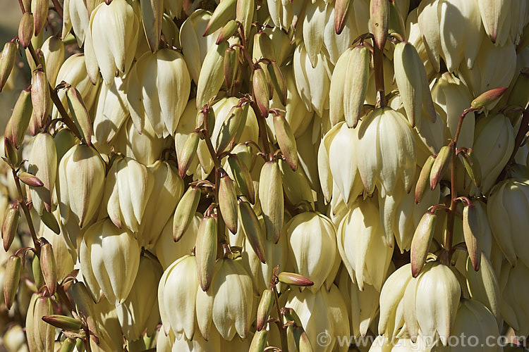 Spanish Dagger, Roman Candle or Palm. Lily (<i>Yucca gloriosa</i>), a spear-leaved autumn-flowering perennial native to the southeastern United States. The flower stems are up to 25m tall and the leaves, which have only very fine teeth and few if any filaments, are up to 60cm long.