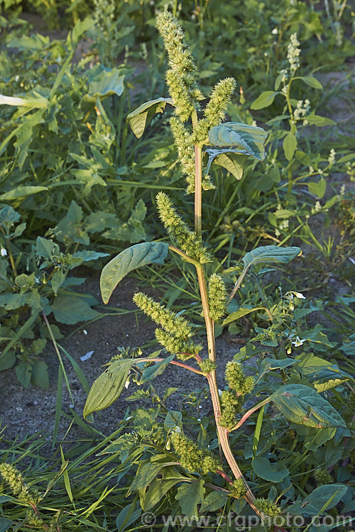 Redroot. Amaranth or Redroot. Pigweed (<i>Amaranthus retroflexus</i>), an erect annual to 2m tall native to the American tropics. Although now a common weed in may areas, the plant has medicinal uses and is eaten as a leaf vegetable in its native range and in India Order: Caryophyllales, Family: Amaranthaceae